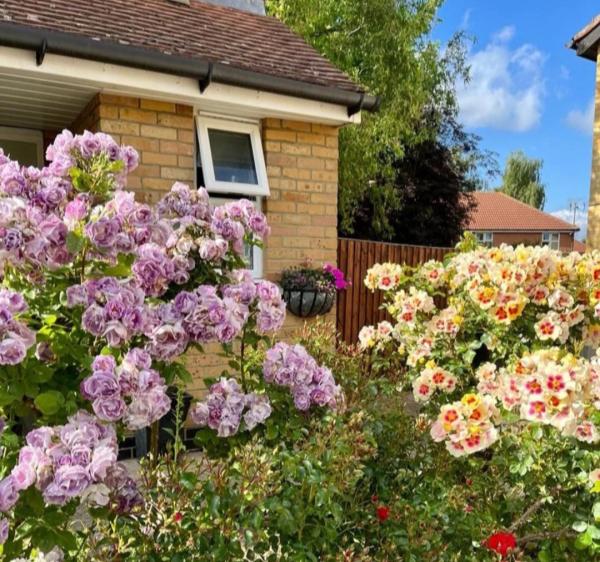 3 bedroom house in Chelmsford House Exchange